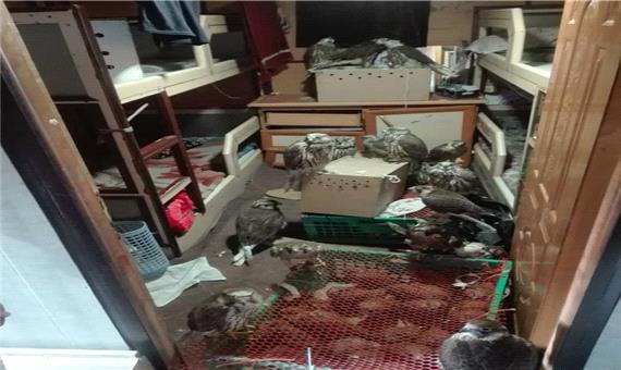 کشف صدو بیست و یک قطعه بهله پرنده شکاری از قاچاقچیان در استان بوشهر