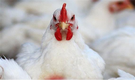 نرخ هر کیلو مرغ به 17 هزار و 900 تومان رسید