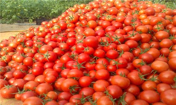 ماجرای برگشت خوردن گوجه فرنگی صادراتی از عراق