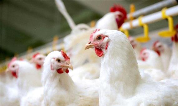 «مرغ» قصد کوتاه آمدن ندارد؛ نرخ هر کیلو همچنان 35 هزار تومان