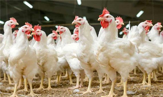 سازمان صمت تهران: قیمت مرغ تا هفته آینده متعادل می‌شود