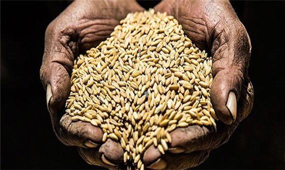 افزایش 9 دلاری قیمت گندم در بازارهای جهانی