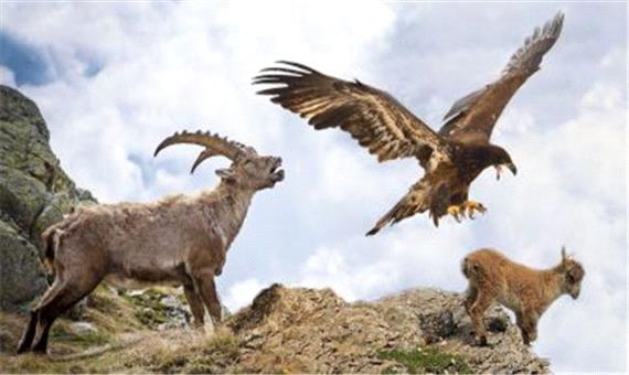 طمع عقاب طلایی برای شکار بز کوهی؛ شکارچی رکب خورد!