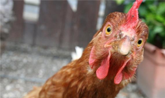 قیمت مرغ به کانال 30 هزار تومان بازگشت