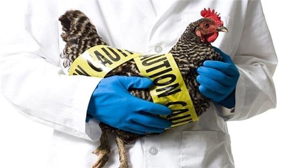 سازمان دامپزشکی: آنفلوآنزای حاد پرندگان فقط محدود به حیات وحش است