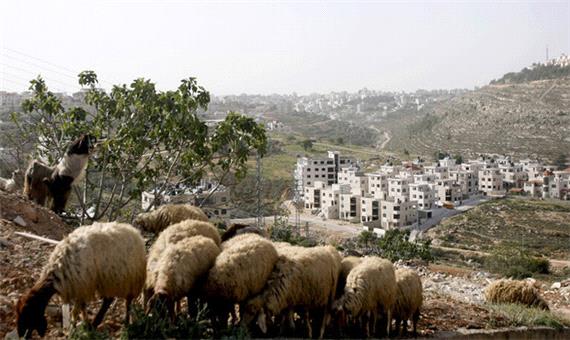 عدالت گوسفندی در فلسطین اشغالی!