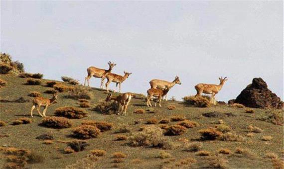 وجود 500 هزار هکتار منطقه تحت مدیریت و شکار صید ممنوع در لرستان