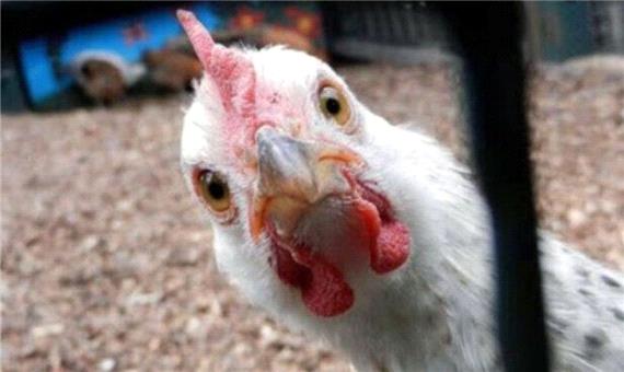بحران کم آبی باعث گرانی مرغ شده است؟