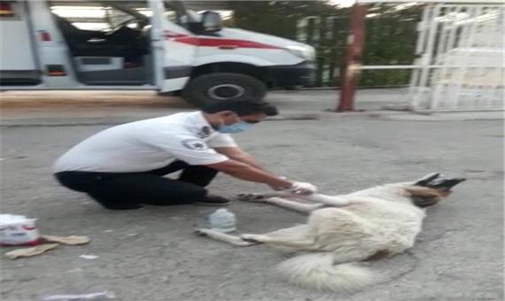 ماجرای عجیب پناه بردن یک سگ به اورژانس جاده ای باشت! +فیلم
