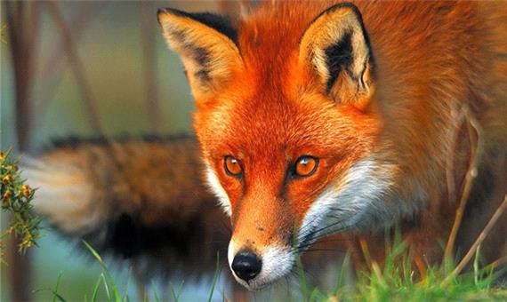 مشاهده گونه جانوری «روباه ترکمن» بعد از 30 سال