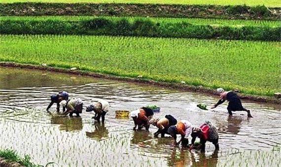 اختصاص 70  هکتار از اراضی کشاورزی شهرستان نیکشهر به کشت برنج