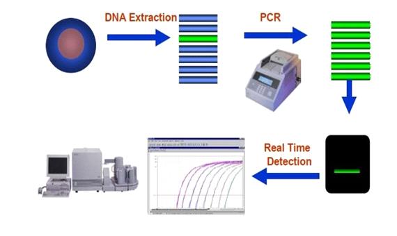 برگزاری کارگاه آموزشی Real time PCR و کاربرد آن در علوم زیستی