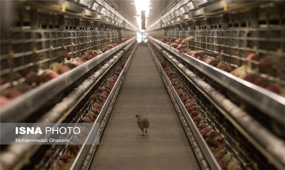 حذف 14میلیون قطعه مرغ تخم‌گذار طی سه ماه