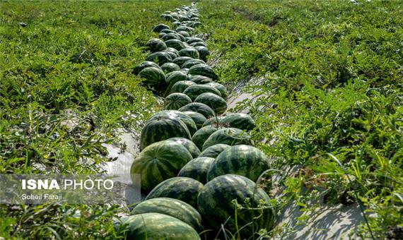کشت بسیاری از محصولات کشاورزی در استان همدان توجیه ندارد