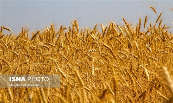 کاهش 50 درصدی تولید گندم در سرخس
