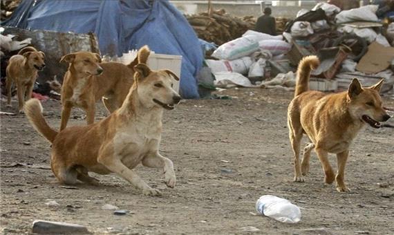 حمله سگ به تکنسین اداره دامپزشکی شوشتر
