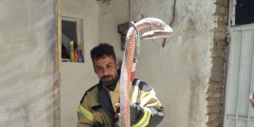 زنده‌گیری مار ۴ متری در زنجان