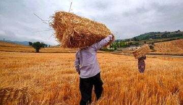 یک اتفاق عجیب درباره قیمت گندم