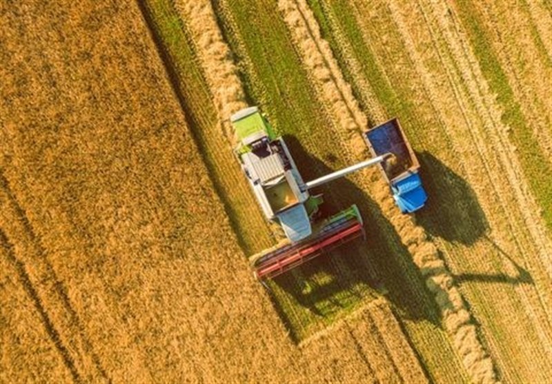 عدم توافق درباره نرخ خرید تضمینی گندم
