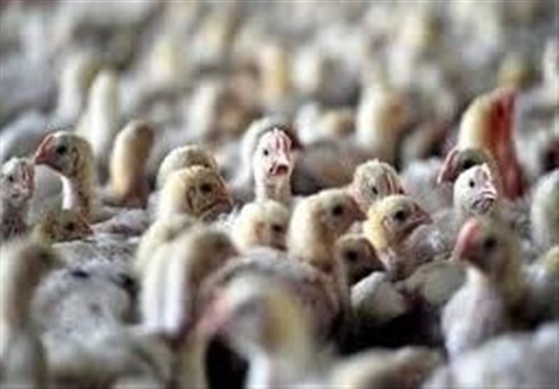 پایان آنفلوانزای فوق‌حاد پرندگان در ایران اعلام شد