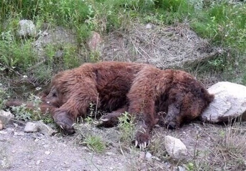یک قلاده خرس قهوه‌ای بر اثر تصادف تلف شد