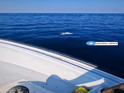 نجات لاک‌پشت گرفتار در گونی در میانه دریا