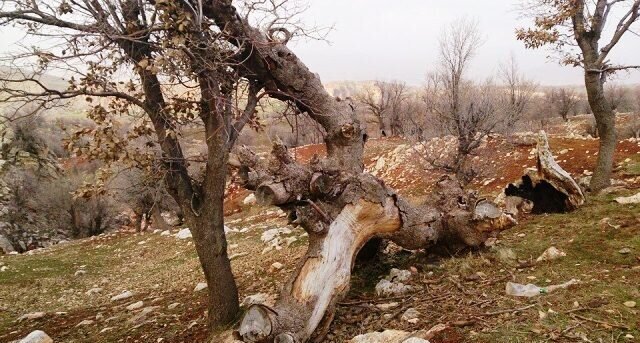 تخریب و قطع بی‌رویه درختان بلوط زاگرس