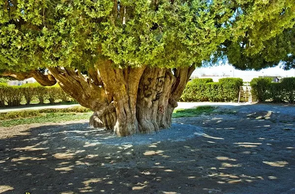 کهنسال‌ترین موجود زندهٔ ایران در قلب کویر
