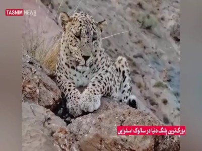 ثبت تصویر بزرگ‌ترین پلنگ دنیا در ارتفاعات سالوک خراسان شمالی