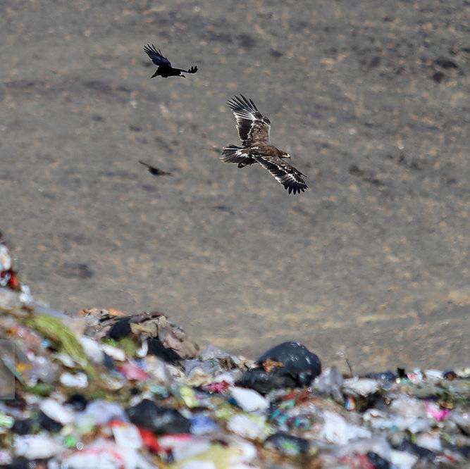 وقتی عقاب‌های کهریزک زباله‌گرد شدند!