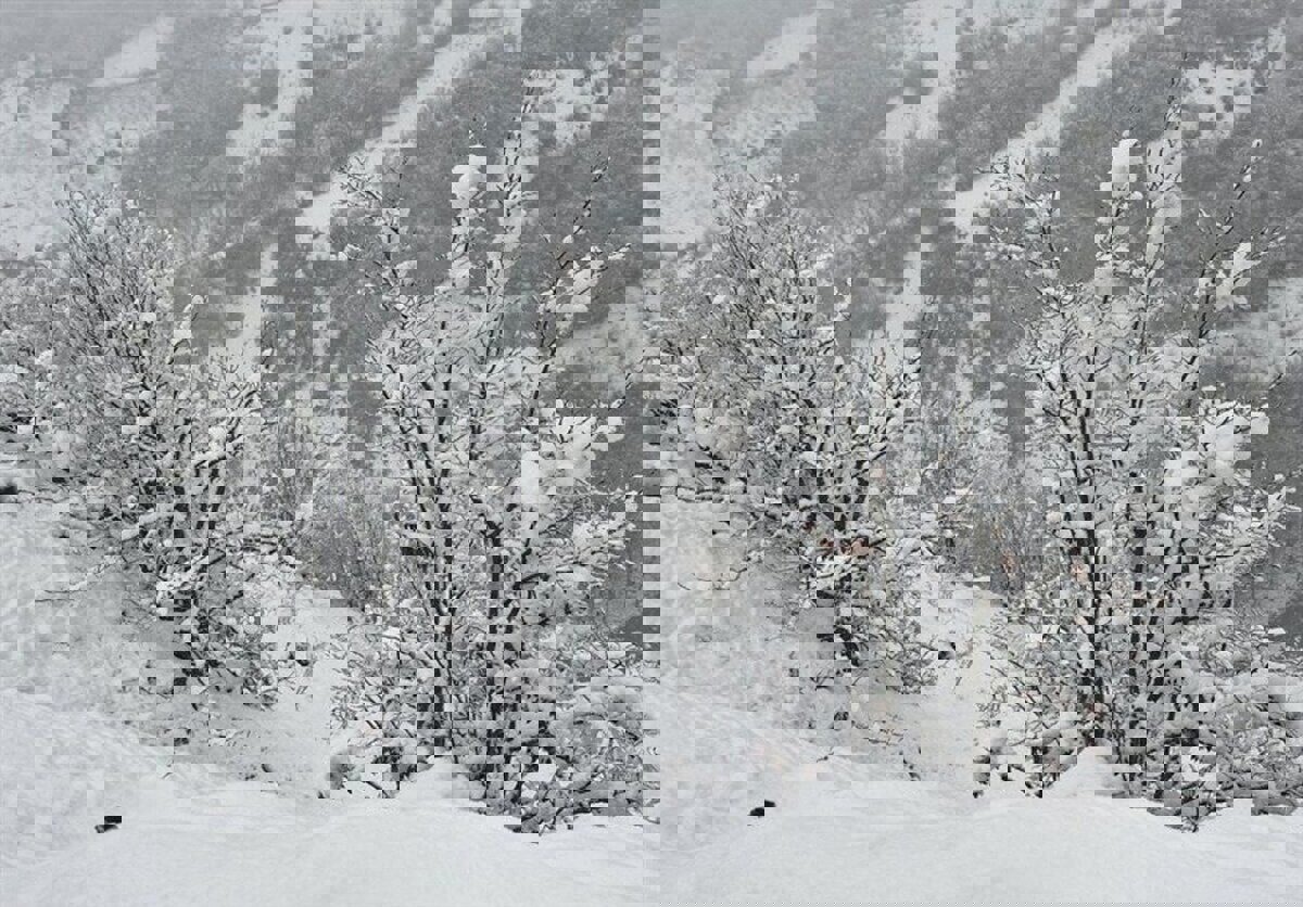 بارش زیبای برف در محلات