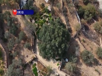 فصل خونین برداشت زیتون در کرانه باختری