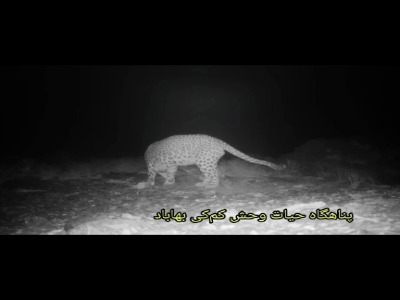 ثبت تصاویری کم نظیر از حضور پلنگ ایرانی در پناهگاه حیات‌وحش کم‌کی بهاباد