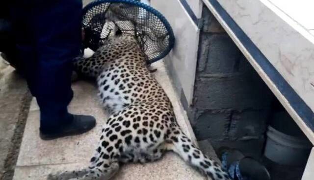 انتقال پلنگ زنده‌گیری‌شده در ماسال به پارک پردیسان