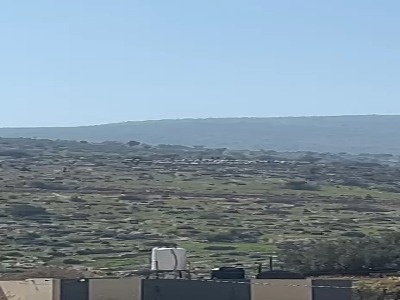 صهیونیست‌ها گوسفندان یک فلسطینی را دزدیدند!