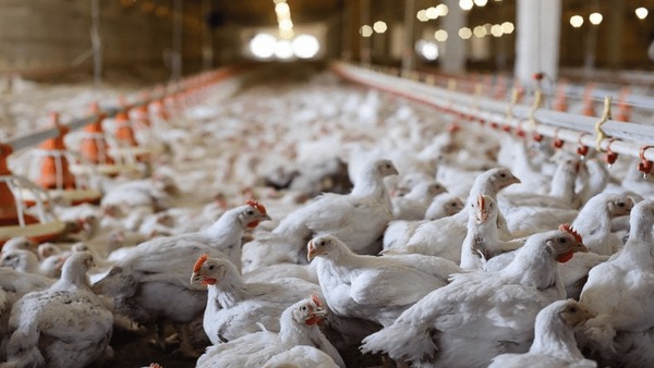 مرغداران نهاده مدت‌دار می‌گیرند