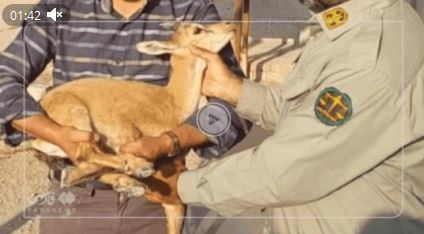 نجات یک بزغالهٔ وحشی از چنگال سگ‌های ولگرد در سمنان | آخرین خبر