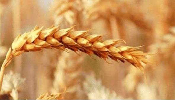 گندم‌کاران: پول گندم ۳ ماه خوابیده، جریمه وام را گرفتید!