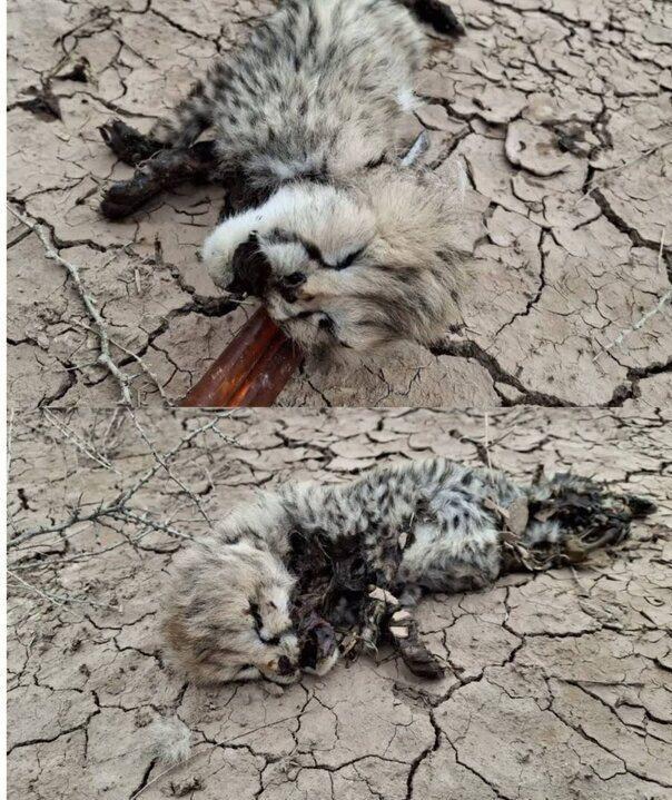 ماجرای کشف لاشه توله‌یوز آسیایی در ‌میاندشت چه بود؟