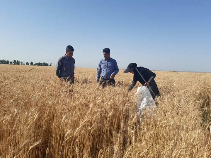 ماجرای قاچاق گندم به کشورهای همسایه از زبان معاون وزیر جهاد کشاورزی